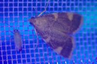 Hypsopygia costalis
