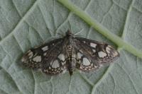 Anania coronata