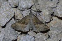 Hypena proboscidalis