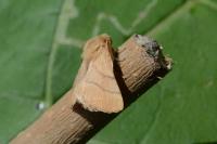 Malacosoma neustria
