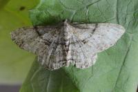 Peribatodes rhomboidaria rhomboidaria