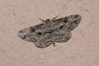 Peribatodes rhomboidaria rhomboidaria