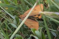 Diacrisia sannio