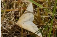 Aspitates ochrearia