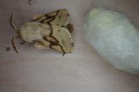 Malacosoma castrense