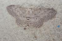Idaea seriata