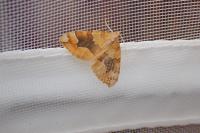 Cidaria fulvata