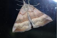 Hypena proboscidalis