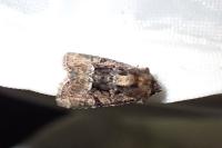 Oligia