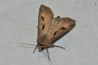 Agrotis exclamationis exclamationis