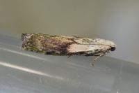 Aphomia sociella