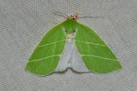 Bena bicolorana