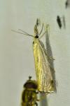 Chrysoteuchia culmella