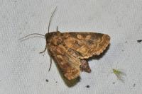Conisania luteago olbiena
