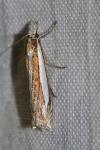 Crambus pascuella