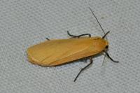 Wittia sororcula