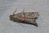 Ephestia woodiella/parasitella/elutella