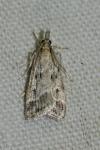Eudonia pallida