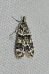 Eudonia delunella
