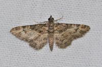 Gymnoscelis rufifasciata