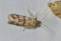 Homoeosoma sinuella