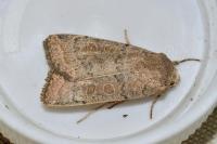 Hoplodrina