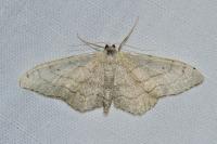 Idaea aversata