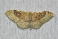Idaea degeneraria