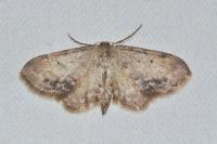 Idaea dimidiata