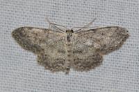 Idaea seriata