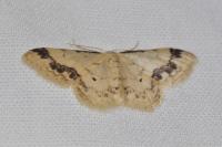 Idaea trigeminata