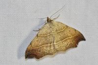 Laspeyria flexula