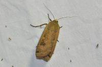 Noctua pronuba