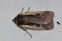 Ochropleura plecta