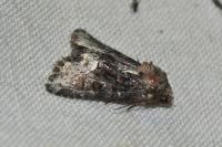 Oligia