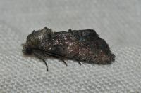 Oligia latruncula