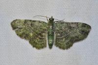 Pasiphila rectangulata