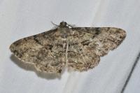 Peribatodes rhomboidaria rhomboidaria