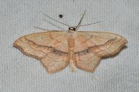 Scopula imitaria