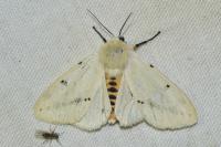 Spilarctia lutea
