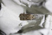 Agrotis exclamationis exclamationis