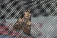 Agrotis puta