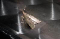 Aphomia sociella