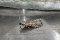 Ephestia woodiella/parasitella/elutella