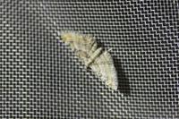 Gymnoscelis rufifasciata