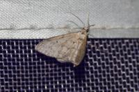 Idaea seriata