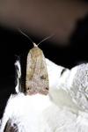 Noctua pronuba