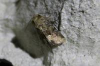Oligia