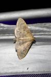 Patania ruralis