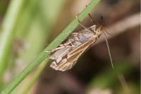 Chrysocramboides craterellus
